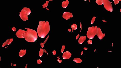 Rose Petals Falling Against Black Stock Footage Video 4374620
