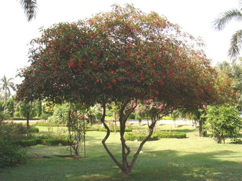 Green thumbs up click the thumbs up to rate! PlantFiles Pictures: Firecracker Shrub, Mexican Firebush ...