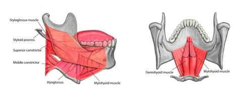 Figure Styloglossus Hyoglossus Mylohyoid And Geniohyoid Muscles
