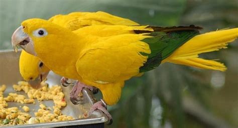 Golden Parakeet Parrot Species 10 Disk Trend Magazine