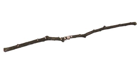 Premium Photo Single Dry Tree Branch Isolated On White Background