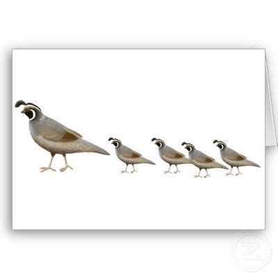 See more ideas about quail, quail tattoo, bird art. Pin by Christine Miller on Ink Inspiration | Bird artwork ...