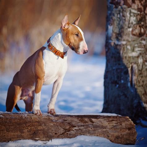 These are toxic whether they are applied to the skin, used in diffusers or licked up in the case of a spill. The Denver Dog Magazine - Marijuana Toxicity in Dogs