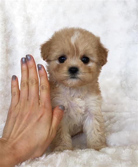 1:25 fredrick hines 10 769 просмотров. Morkie Puppy For Sale! Hope | iHeartTeacups