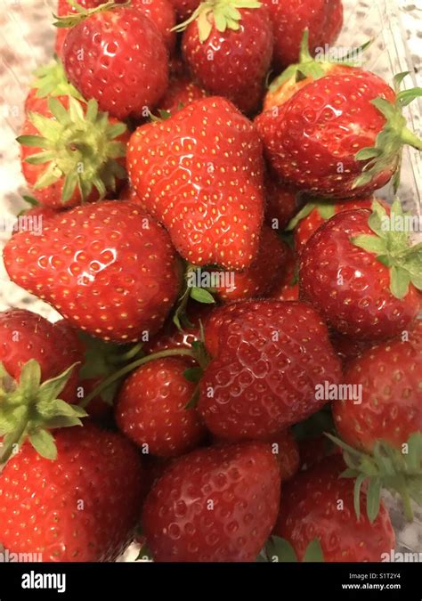 French Strawberries Stock Photo Alamy