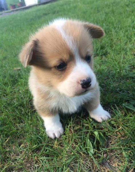 Visit us and meet your new best friend. Corgi Puppies For Sale | Florida City, FL #219650