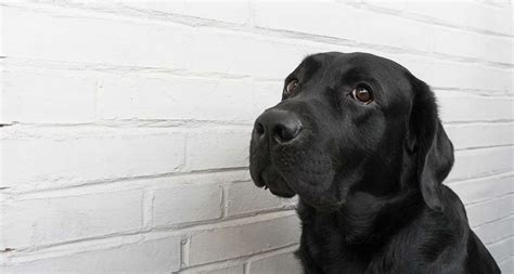 Nervous Dog Help With Canine Fears And Phobias