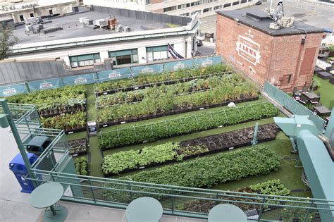 Urban Farming A Fertile Bed For Crop Of Local Stories Sej