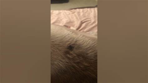 Dog Cyst Popping “dr Pimple Popper” Dog Version Youtube