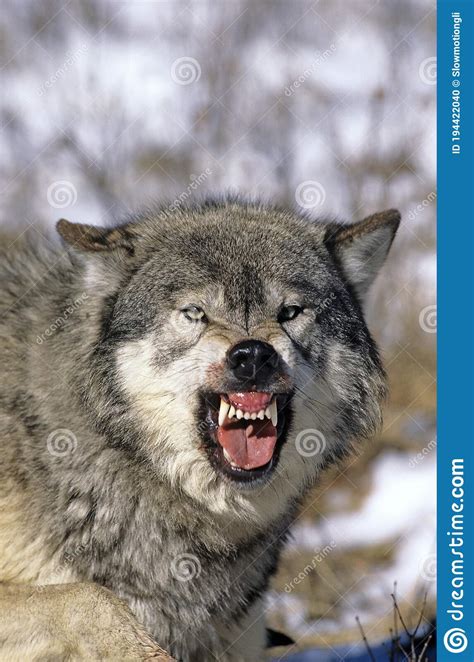 North American Grey Wolf Canis Lupus Occidentalis Adult Showing Teeth