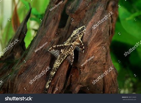 High Fin Whiptail Catfish Rineloricaria Lanceolata Freshwater Aquarium