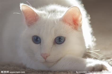 Here are some may still working: 白猫蓝眼是什么猫-蓝猫和土白猫配的孩子-带眼线的白猫是什么猫-蓝眼睛白猫是什么品种-蓝白猫为什么比蓝猫贵