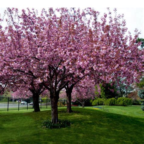 It is now 15 ft and shows no sign of blossoming. Prunus Kanzan Pink Cherry - Clarenbridge Garden Centre