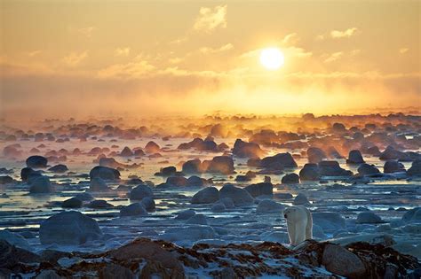 Polar Bear And Sunrise By Sean Crane Via 500px Seal River Manitoba