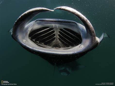 62 Best Images About Rays Sting Ray Manta River Eagle Whiptail