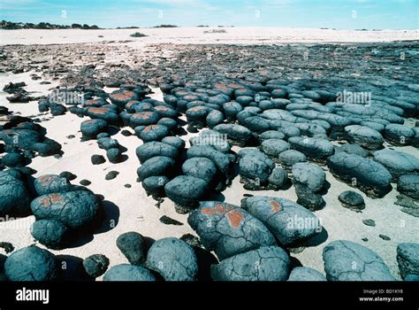Stromatolites Hamelin Pool Marine Nature Reserve Shark Bay Western