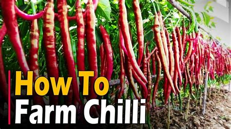 How To Farm Chilli Chilli Farming Chilli Cultivation Hot Pepper