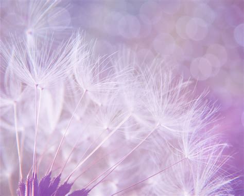 Dandelion Fluff Abstract Background Free Stock Photo Public Domain
