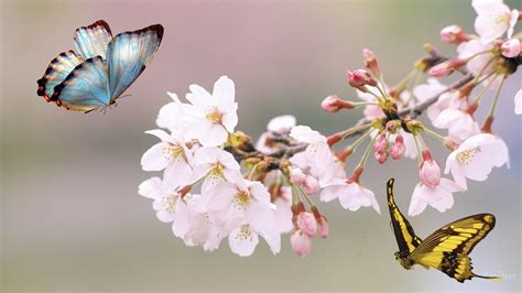 1920x1080 Sakura Tree Butterfly Flowers Japan Summer Free Hd Wallpapers