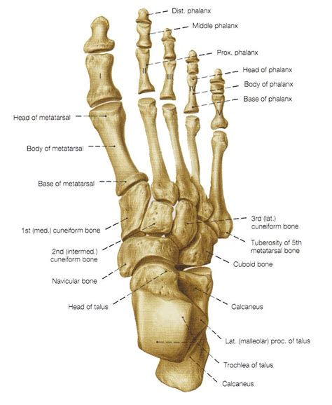 Bones Of The Foot Bones Of The Leg And The Foot Skeleton Of The
