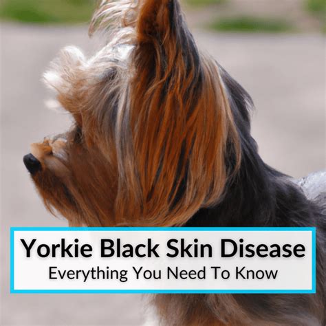 Yorkie Black Skin Disease Everything You Need To Know