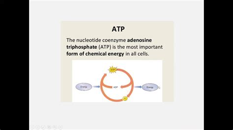 Ein nukleotid, kurz atp, ist das triphosphat des nukleosids adenosin. ATP_Biology for Engineers_BS-B401_NS_2018 - YouTube