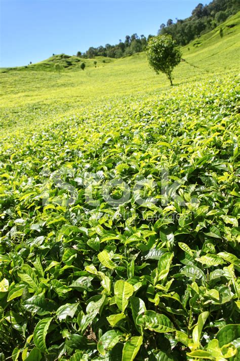 Free for commercial use no attribution required high quality images. Tea Plantation Stock Photos - FreeImages.com