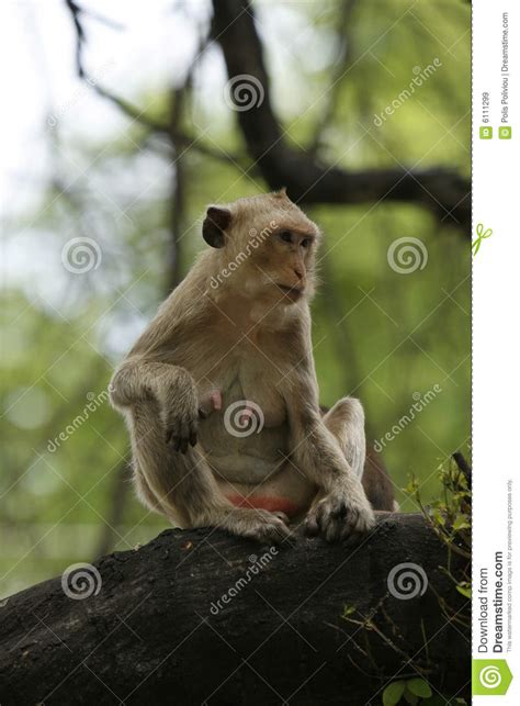 Jungle Monkey Stock Image Image Of Vacations Place History 6111299