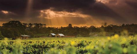 South Australia's top wine regions | SA Tourism | South Australia