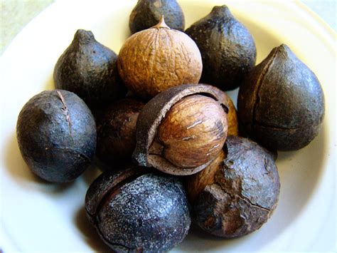 There are over a dozen species of the hickory tree, which include walnuts and pecans. Rurification: Pignuts?