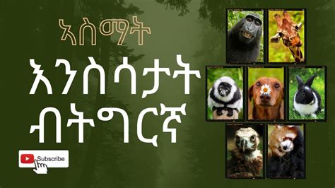 Names Of Animals In Tigrinya ኣስማት እንስሳታት ብትግርኛ Youtube