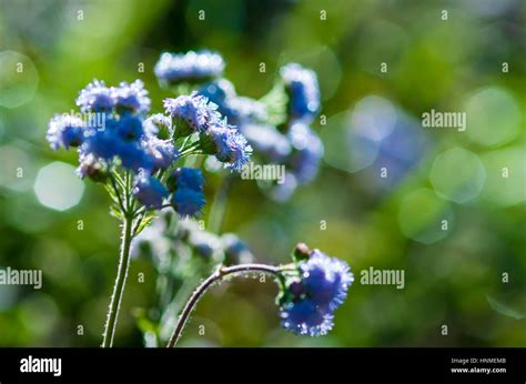 Wild Blue Flower Backlit By The Sunlight Stock Photo Alamy