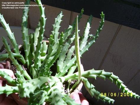 Because many of the plants do not reach. PlantFiles Pictures: Ceropegia Species, Starfish Cactus ...