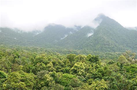 Earths Tropical Rainforests Could Look Completely Different By The End