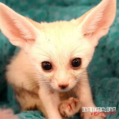 Baby Fennec Foxes For Sale Underground Reptiles
