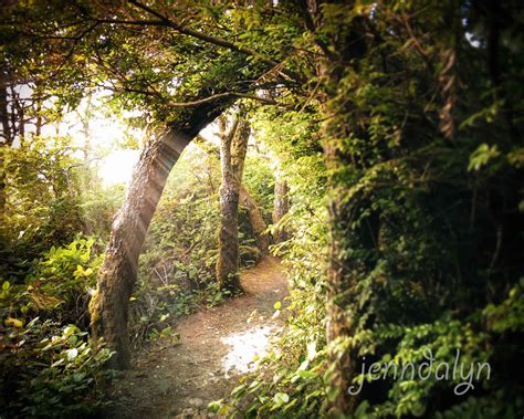 Sunlit Path 8 X 10 Fine Art Photograph Enchanted Forest