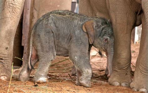 Rare Asian Elephant Calf Born At Chester Zoo Liverpool Echo