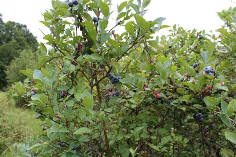Blueberry Diseases Identification And Control Tips