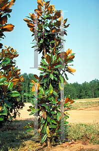 I will search for native photos. HORTICOPIA®-- Magnolia grandiflora 'D.D. Blanchard ...