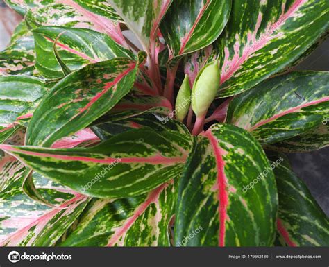 Les fleurs par couleur (blanche, jaune, verte, orange, rouge, mauve, rose, bleue) et les feuilles, les fruits, les troncs, branches, racines, bulbes, la plante dans son. Gros Plan Vert Feuille Rouge Caladium Feuille Plante Une ...