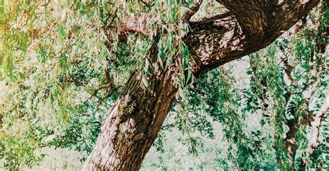 Green Leafed Tree · Free Stock Photo