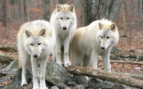 They are a north american species. White Wolf : Breathtaking photos of wolves in the woods ...