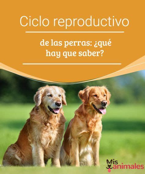 Ciclo Reproductivo De Las Perras ¿qué Hay Que Saber Vamos A Conocer