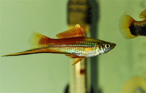 How Often Do Swordtail Fish Have Babies Swordtail Fish Neon Tetra