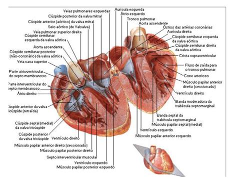 Musculos Pectineos Do Coração