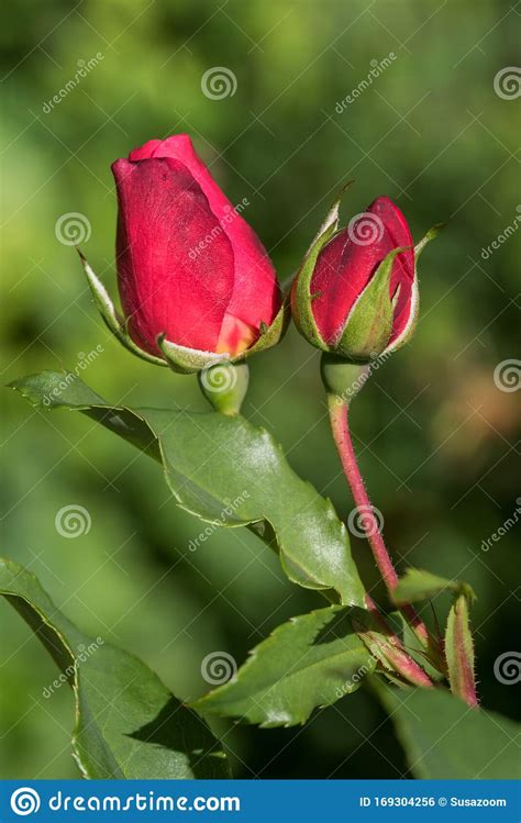 Two Red Rose Buds Flower Stem With Leaves And Blurry Background Stock