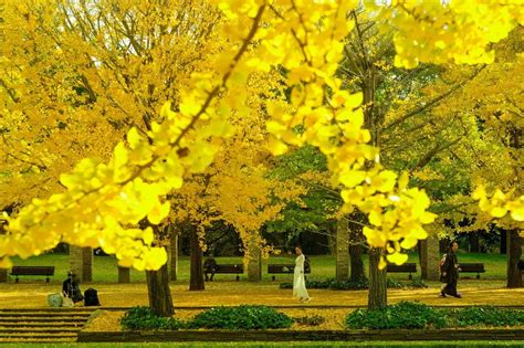 Fall Colors In Tokyo The Best Autumn Foliage Spots To Visit In 2021