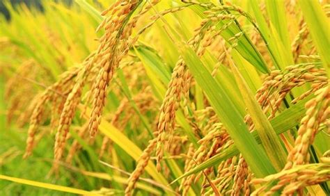 Impor beras petani rugi jurnal publik via jurnalpublik.com. Cara Menanam Padi Agar Hasil Maksimal | KampusTani.Com