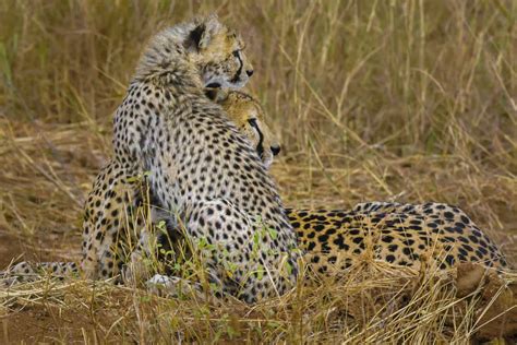 Check spelling or type a new query. African Safari Animals: 34 Photos to make you want to ...