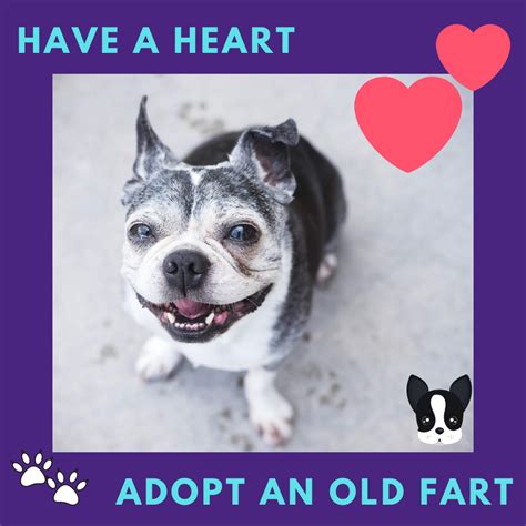 November Is Adopt A Senior Pet Month — Boston Terriers Of Boston